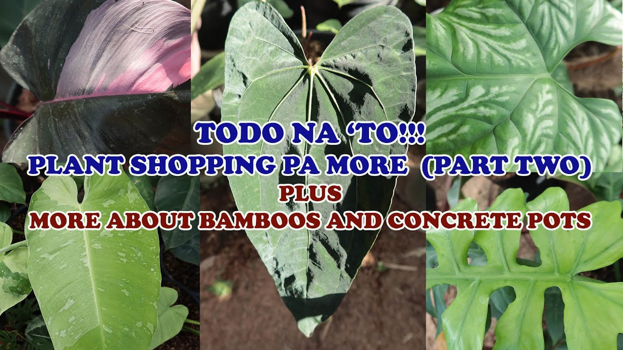 TODO NA 'TO!!! PLANT SHOPPING PA MORE (PART TWO) Collector Plants, Bamboos, And Concrete Pots