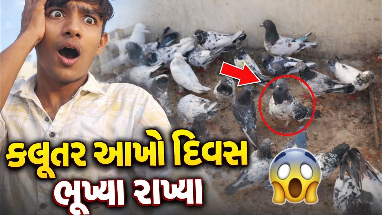 કબુતર આખો દિવસ ભુખયા રાયખા કબુતરો મને માફ કરજોkabutar aakho day bhukhya rya iam so sorry#gujrativlog