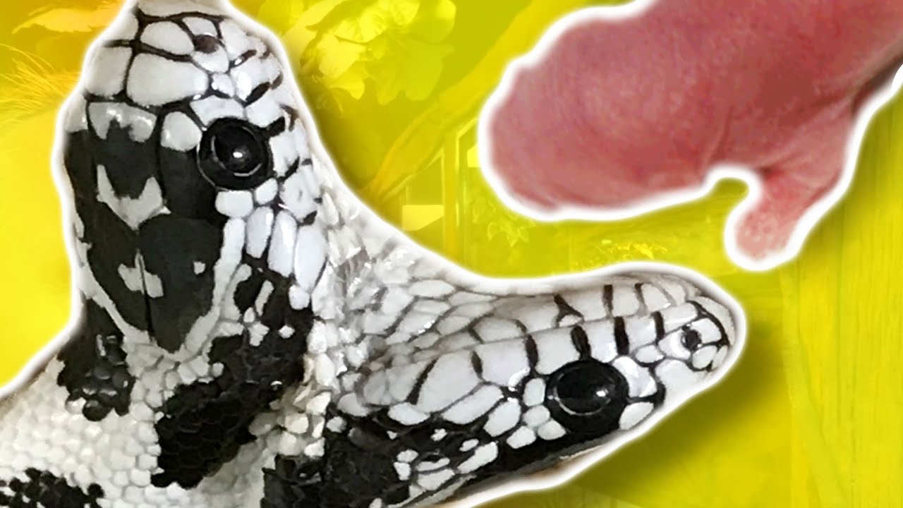 TWO HEADED SNAKE UPDATE!! REPTILE ZOO A SUCCESS!! | BRIAN BARCZYK