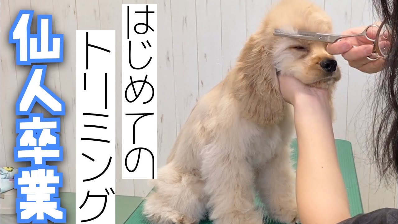 【断眉】初トリミングでカッコ良くなってきました！【アメコカの子犬】