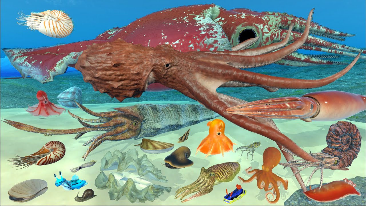 Real Mollusk Animal Weight Comparison | 3D Animation | Realistic Scale Comparison