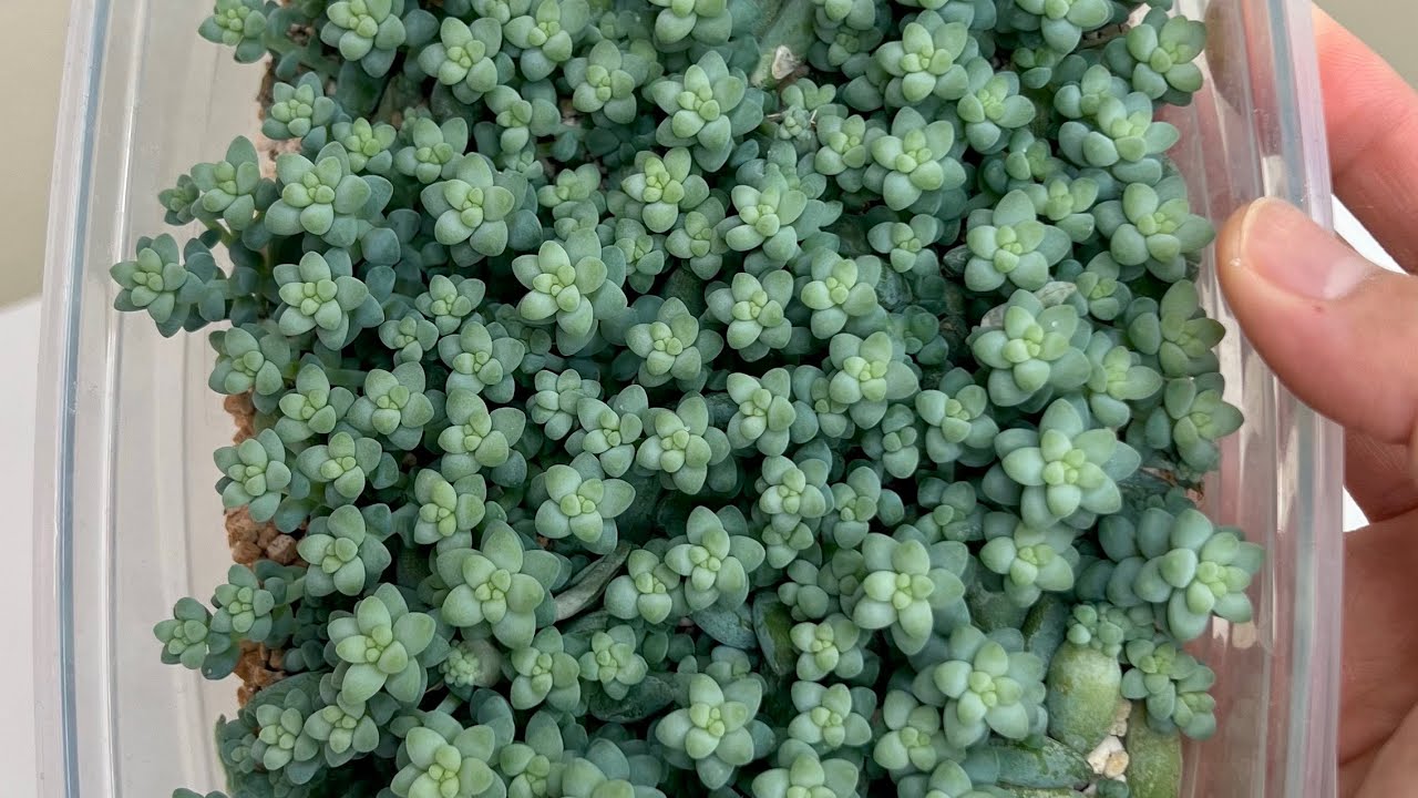 Succulent Propagation : Burro’s Tail Succulent Propagation