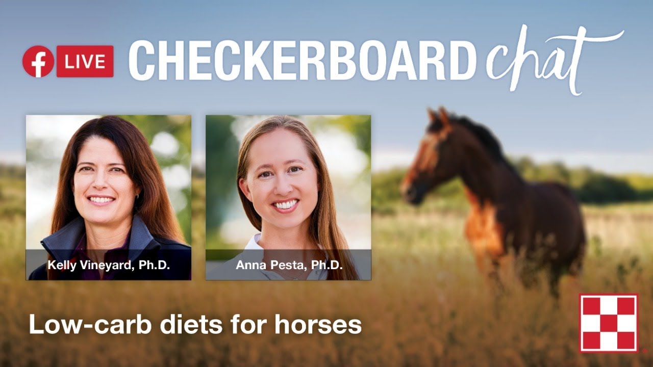 Checkerboard Chat: Carbohydrates in Horse Feed