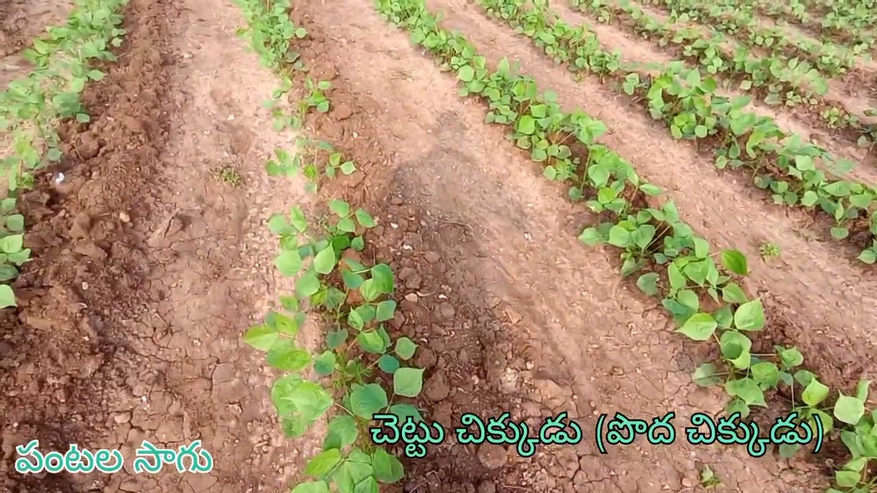 చెట్టు చిక్కుడు/పొద చిక్కుడు,తక్కువ సమయంలో సాగు ఎక్కువ లాభం వచ్చే పంట. ఏడాది పొడవునా సాగు...