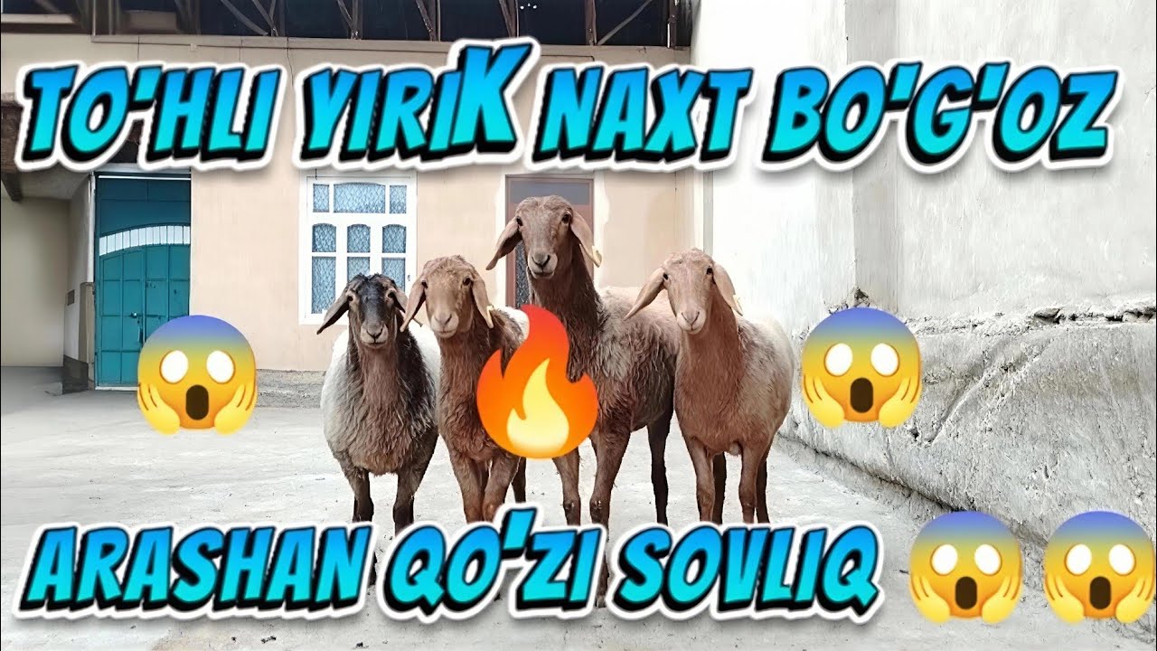 🔥YIRIK TO'HLI NAHT BO'G'OZ SOVLIQ ARASHAN QO'ZI SOVLIQ 