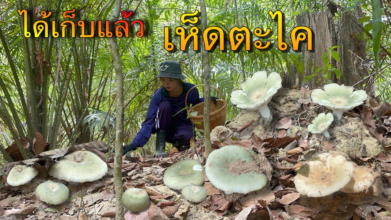 เย้ๆได้เก็บเห็ดแล้วว!!!เห็ดตะไคเริ่มออกรอบใหม่มีแต่ดอกสวยๆให้น้องอิ๋วได้เก็บ(19/03/68)