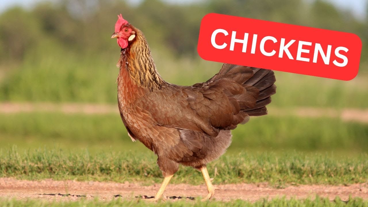 Free-Range Chickens All Day! 1/7/2026 