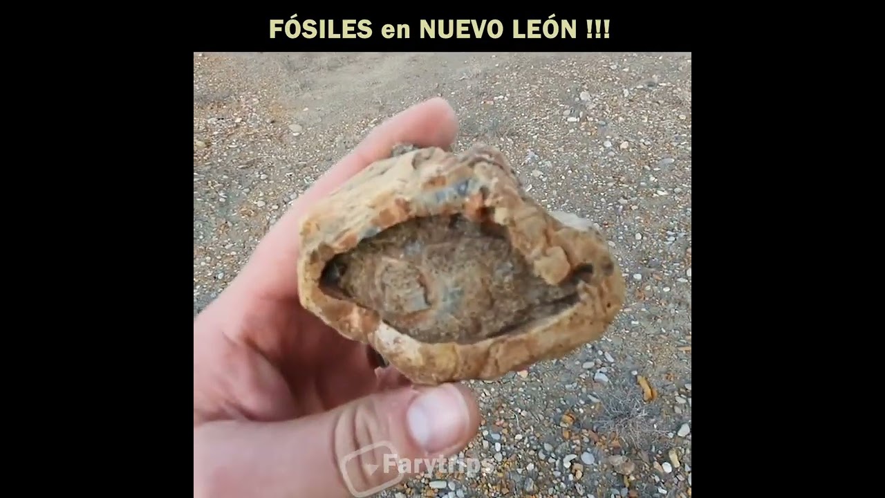 F&oacute;siles | Hallazgos Incre&iacute;bles en general ter&aacute;n