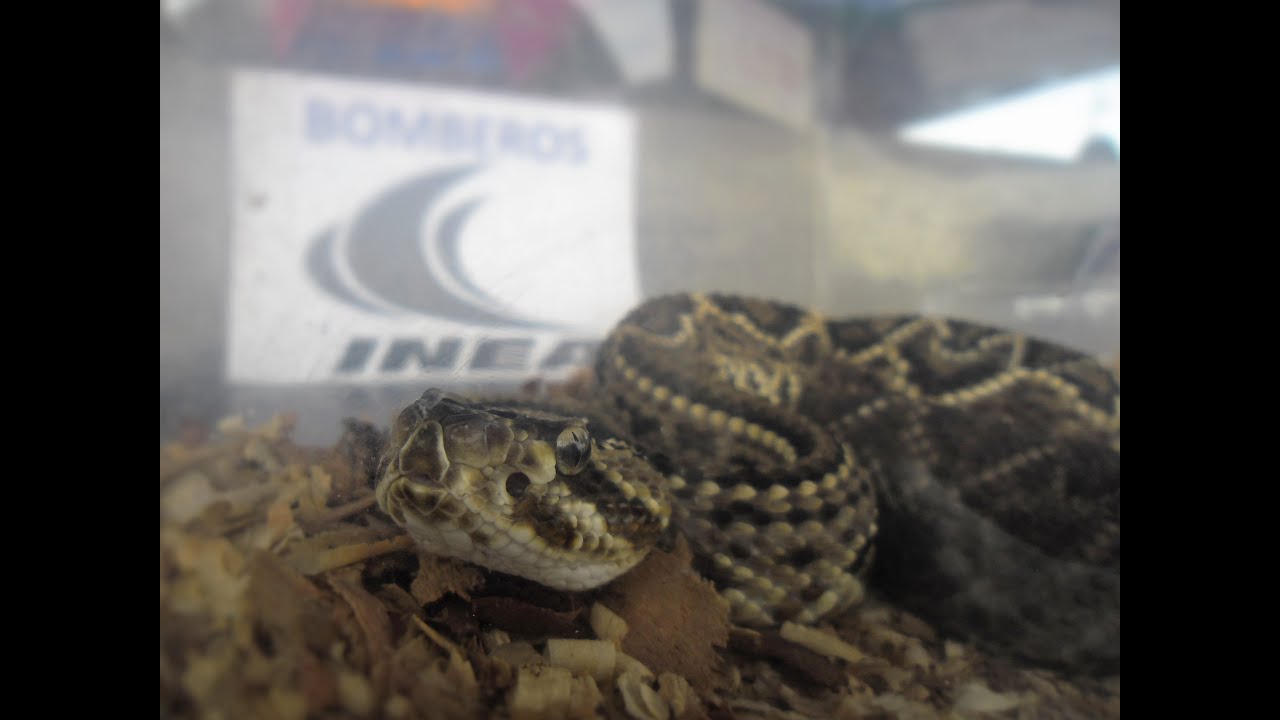 Producción de Suero Antiofídico en la Facultad de Veterinaria de LUZ