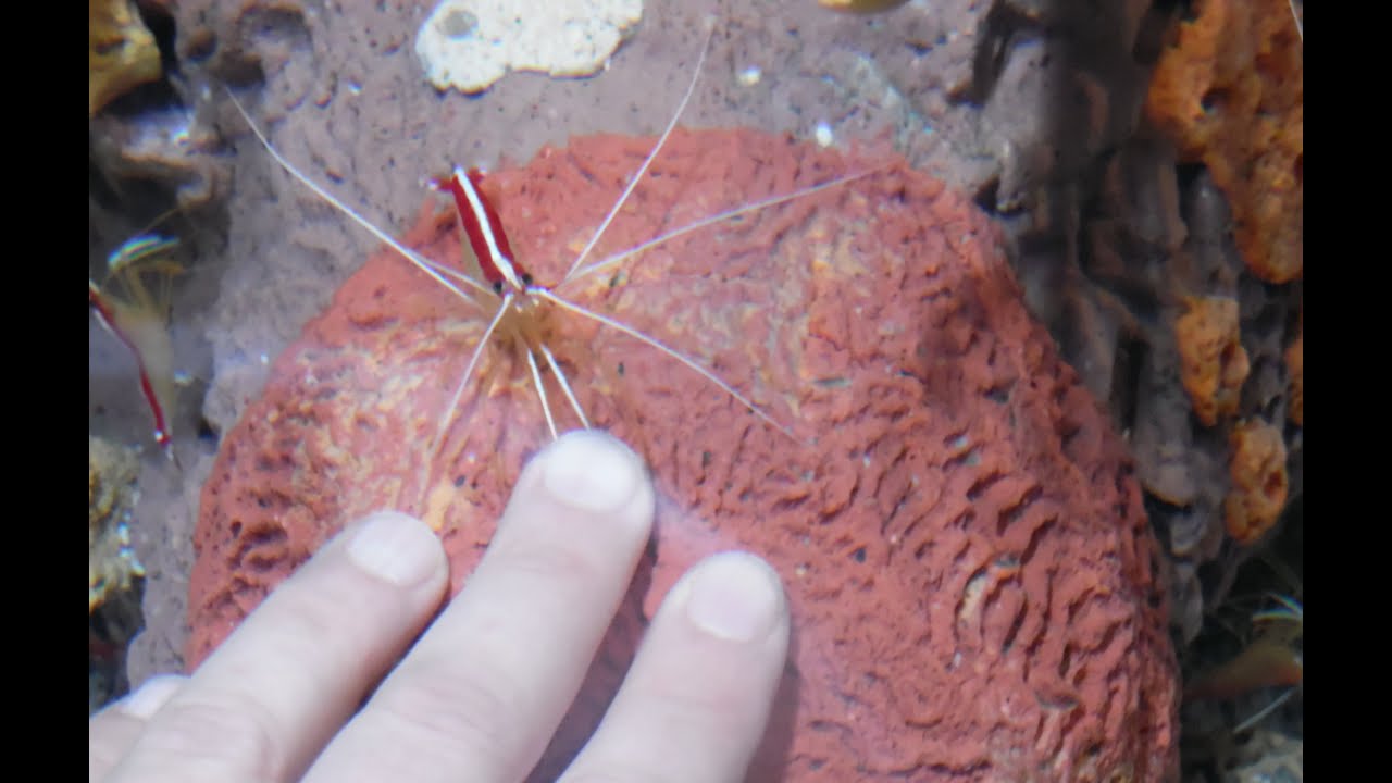 Scarlet Skunk Cleaner Shrimp Cleaning My Nails & Cuticles