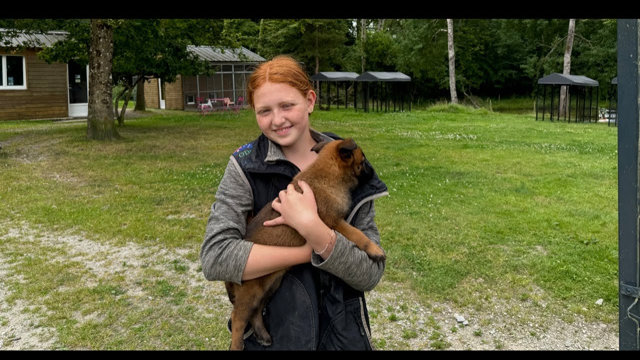 Élevage malinois : spécial éveil des chiots