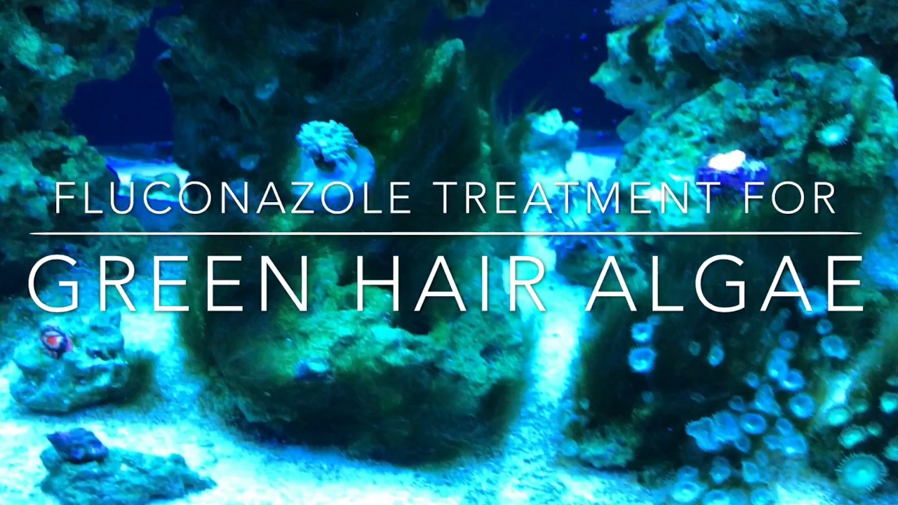 Fluconazole Treatment for Green Hair Algae