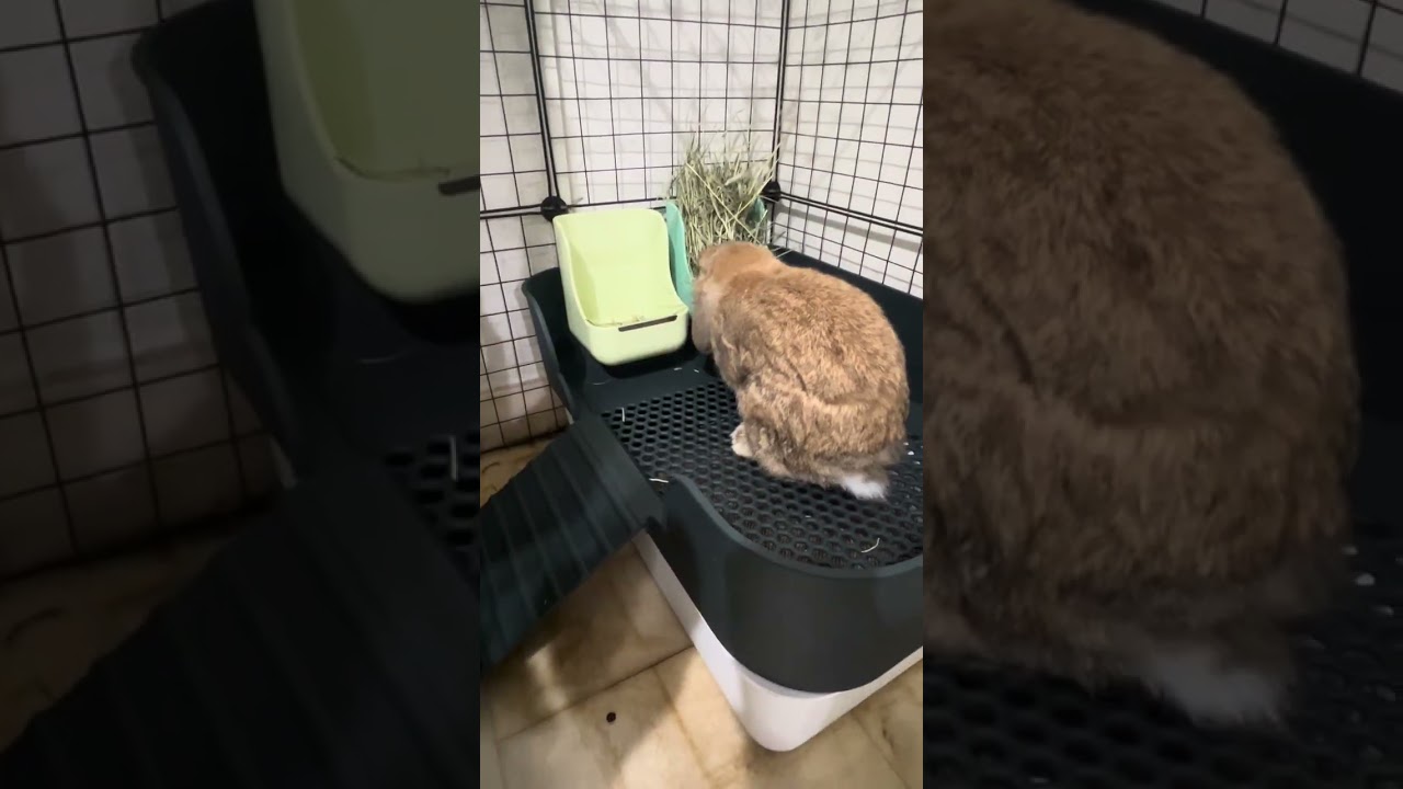 Will They Love It? 🐰💚 Bunny&rsquo;s First Reaction to the Lavieloo Litterbox!