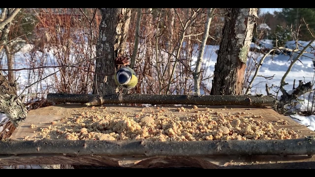 Eurasian Blue Tit (In Swedish: Blåmes)