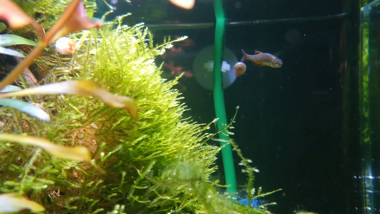 My New Planted Shrimp Tank - Added Rasbora Galaxy