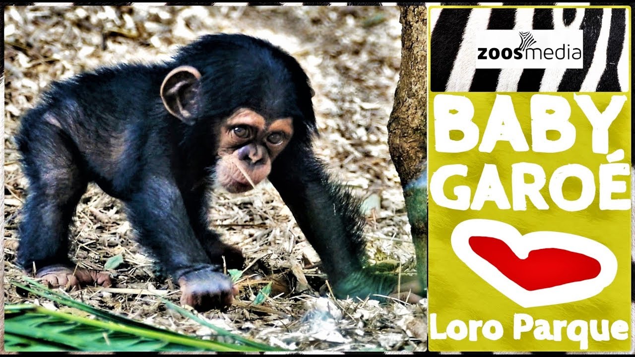 Loro Parque: BABY-Schimpanse Garoé 😍 entdeckt das Chimpland 🙊 | zoos.media