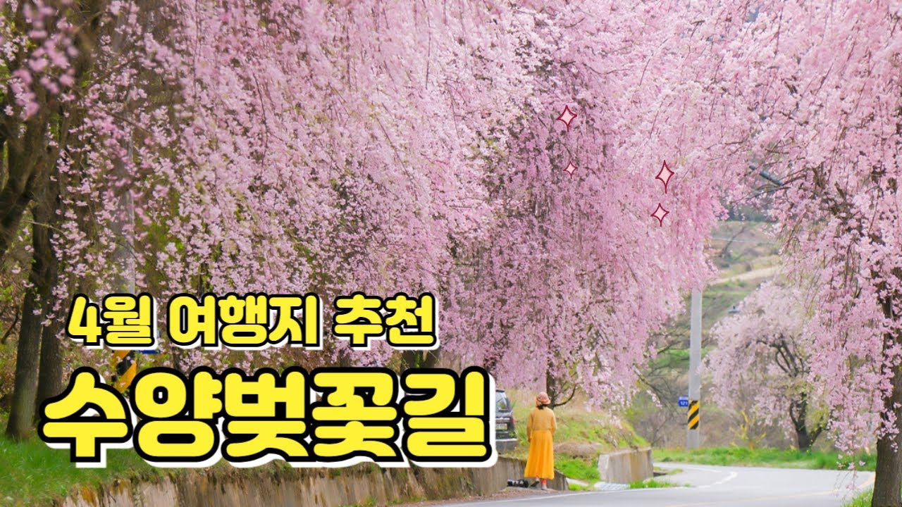 4월 봄 여행지 | 거창 임불마을 수양벚꽃길, 지금 가장 예쁜 벚꽃 명소
