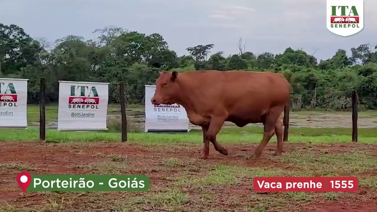 Projeto Catira: VACA PRENHE 1555