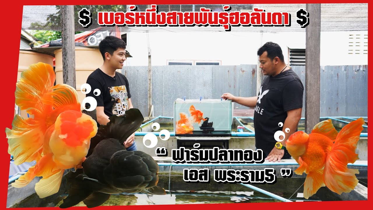 ฟาร์มปลาทอง 'เอส พระราม5' เบอร์หนึ่งสายพันธุ์ฮอลันดาต้องที่นี่!!!