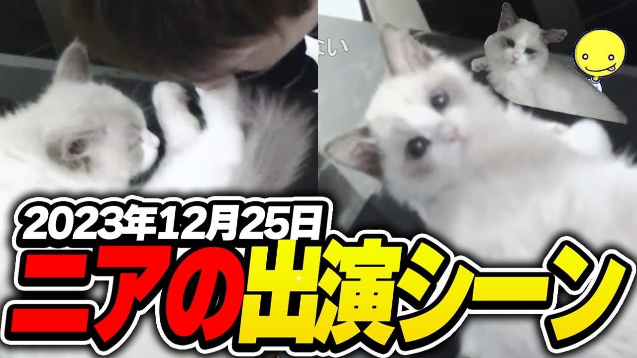 【実写】「ケーキを食べる配信2023」ニア（飼い猫）の出演シーンまとめ6連発【あっさりしょこ/切り抜き】【2023/12/25】