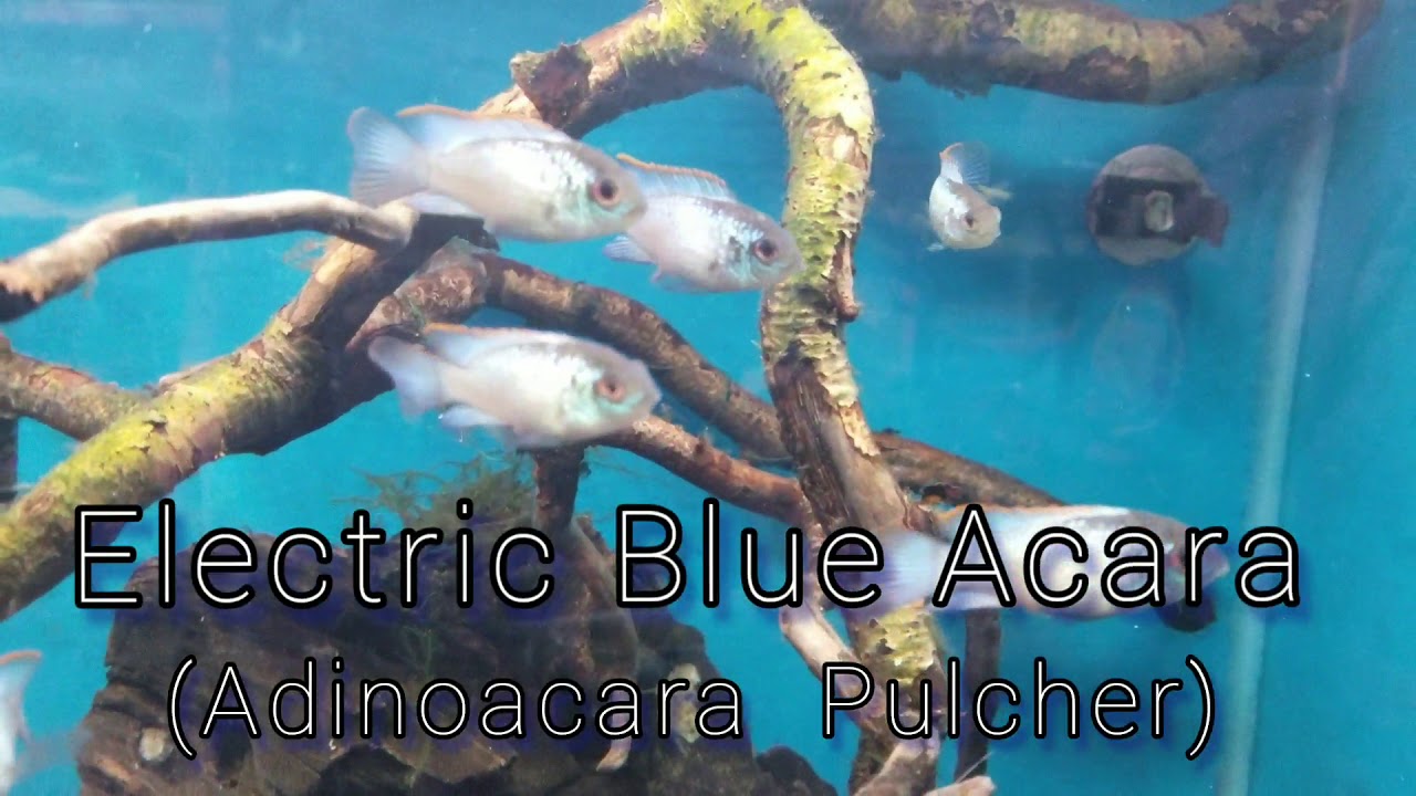 Basic care for your Electric Blue Acara