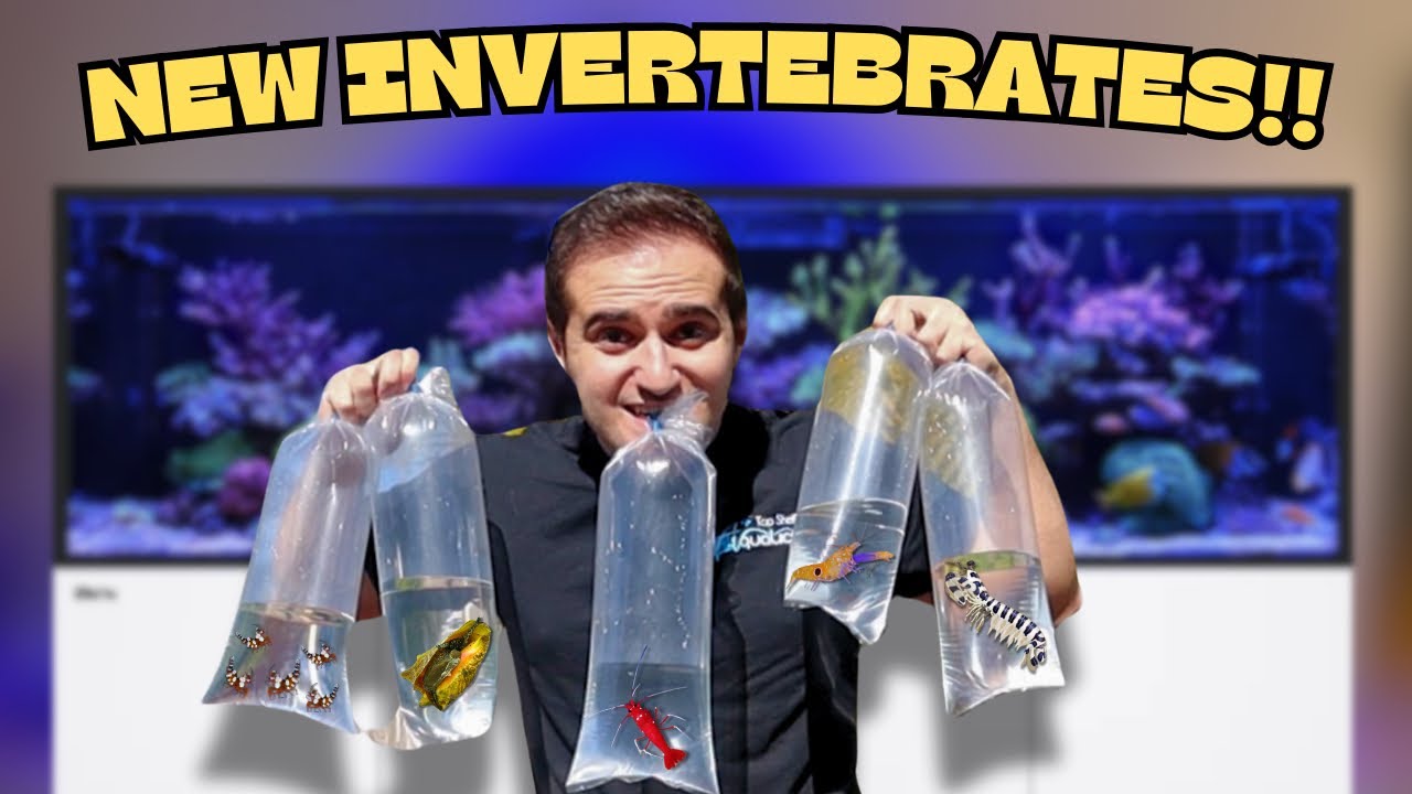 GETTING NEW INVERTEBRATES FOR MY REEF AQUARIUM!! *FISH DISASTER*