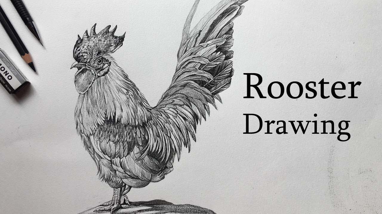 Rooster Drawing | Pencil Sketch | Rooster Pencil Drawing