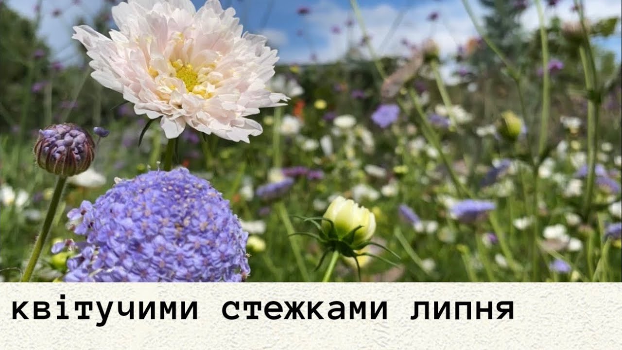 Квіти липня • рудбекія, лофант, вербена, гайлардія, дідіскус…