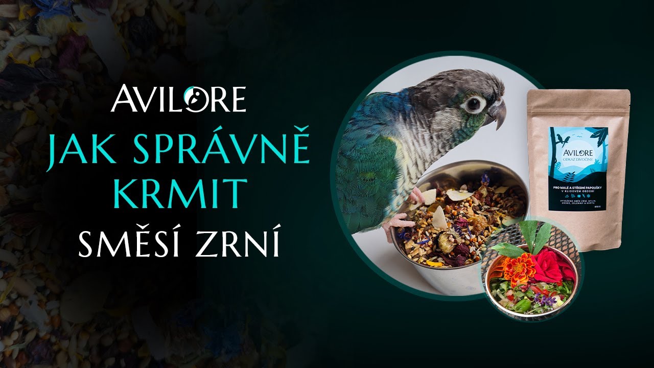 Jak správně krmit papouška směsí zrní | #KrmimZdrave