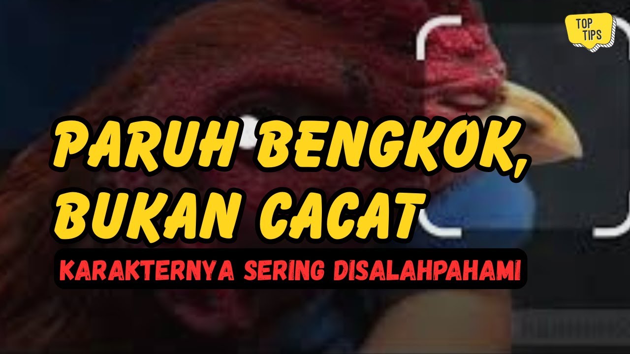 Paruh Melengkung Bukan Masalah: Cara Membaca Karakter Ayam dengan Benar