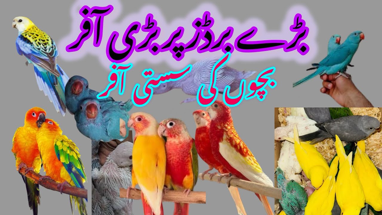 بڑے اور نایاب پرندوں کے بریڈر پیئرز اور چکس | شاندار آفرز اور بہترین ڈیلز