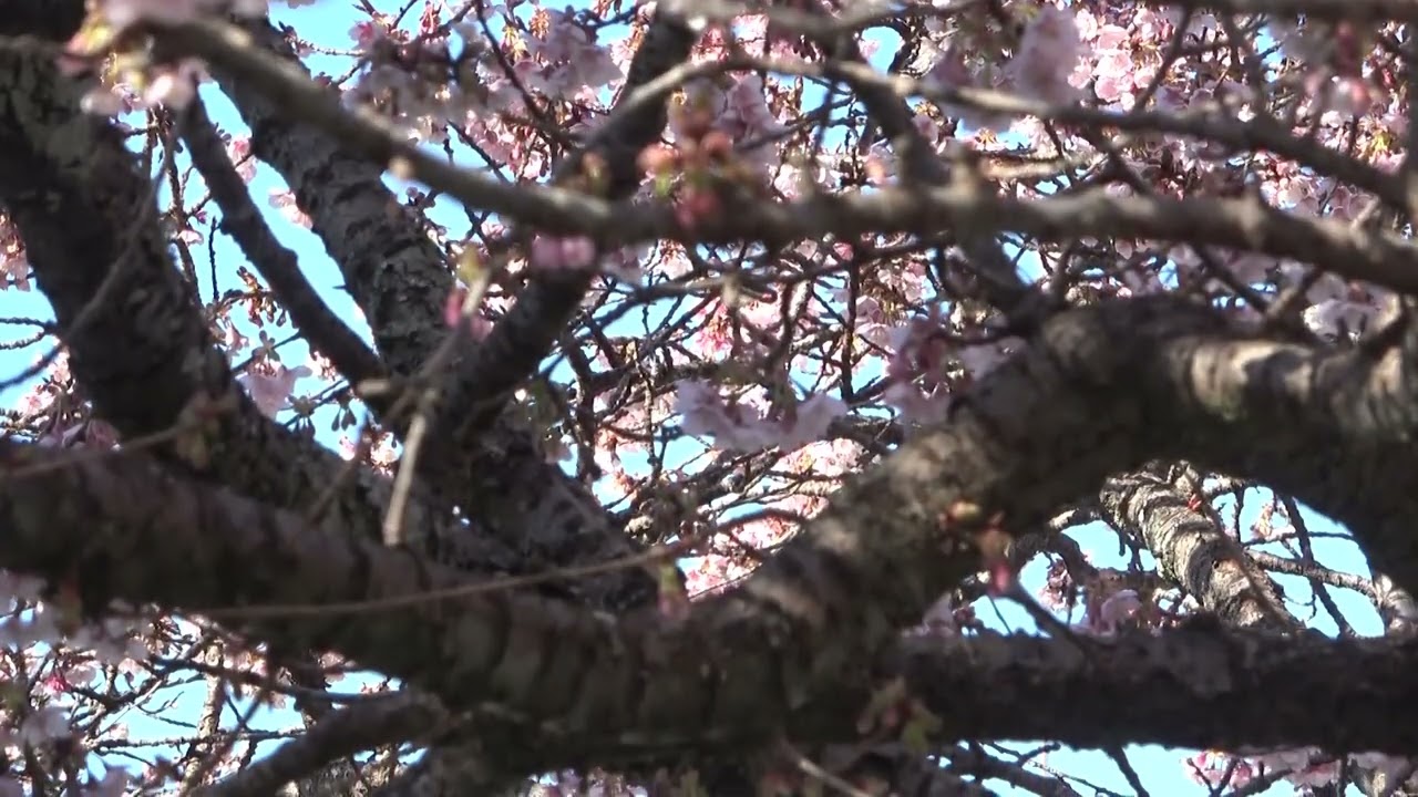 ワイエムエス　フレンドリー　鎮国寺の熱海桜の満開模様（宗像市）　2026/02/09