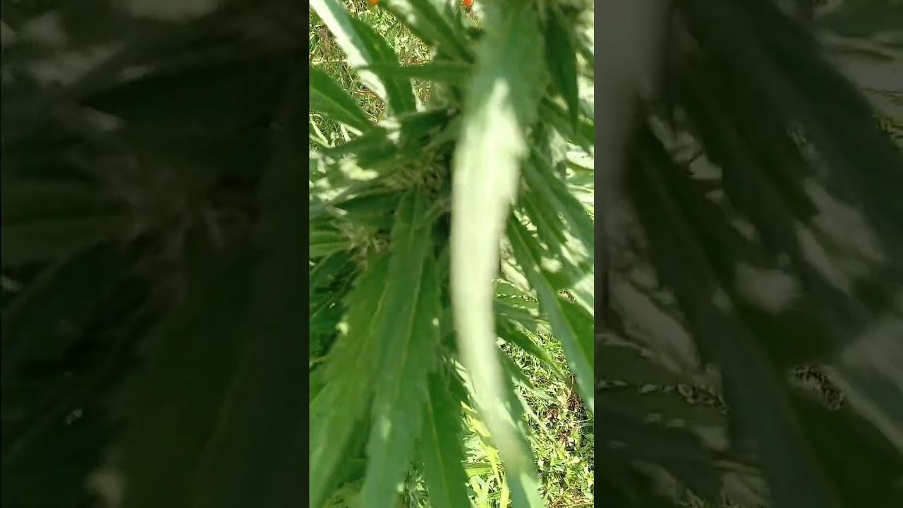 Bubble Gum, AK-47, Sour Diesel flowering