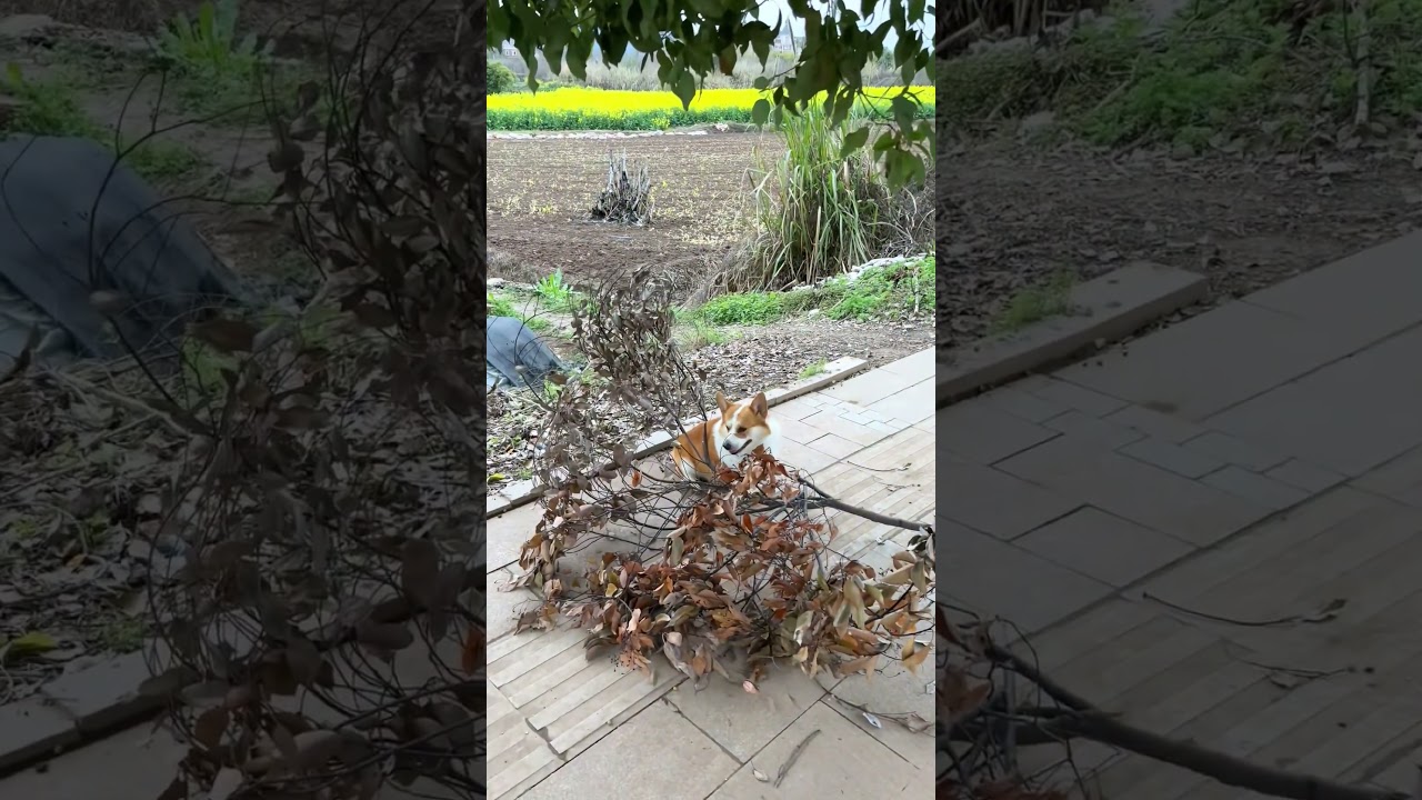 This Corgi&rsquo;s Zoomies Will Brighten Your Day!#shorts #corgi