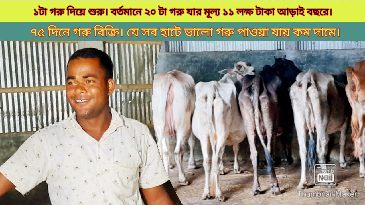 তরুণ উদ্যোক্তার গরু মোটাতাজাকরণ খামার  | দেশীয় পদ্ধতিতে গরু মোটাতাজাকরণ | Beef Fattening Bangladesh