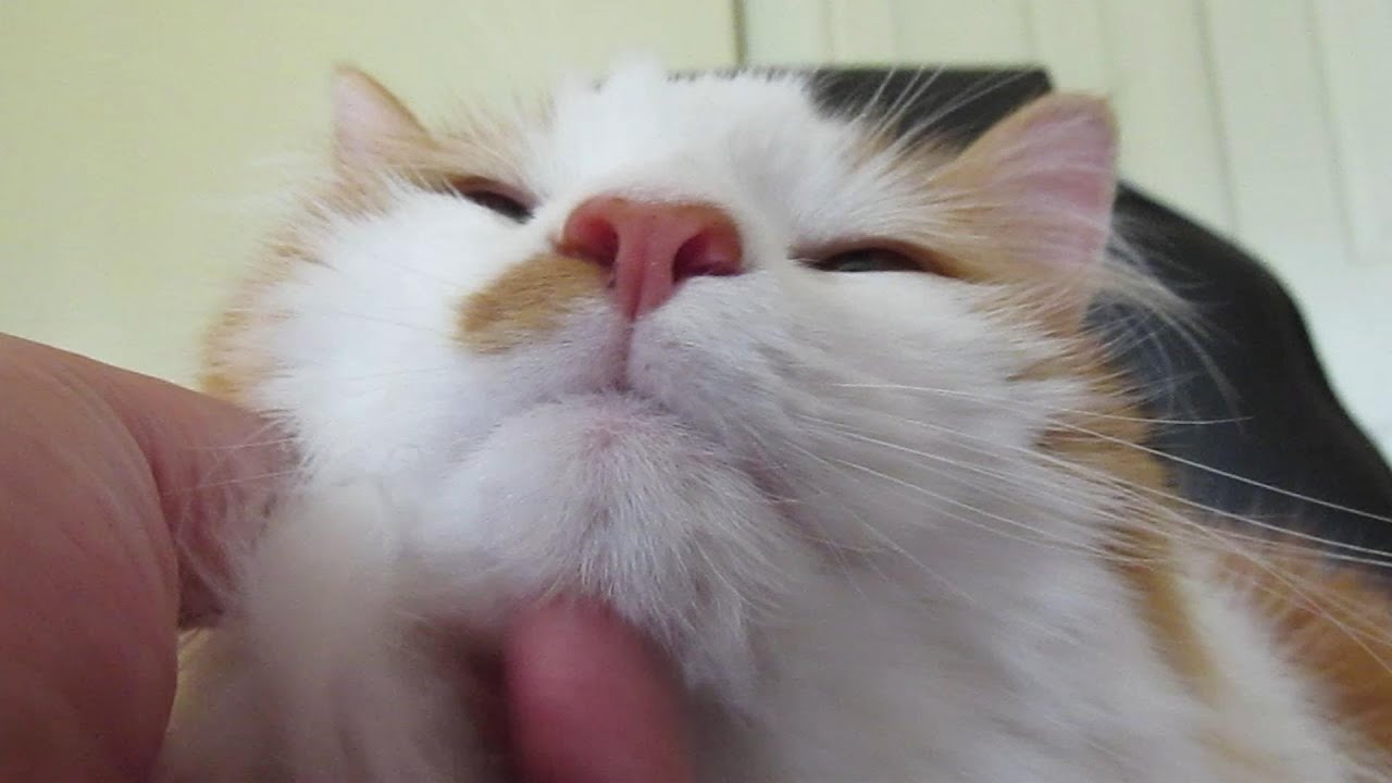Bell-Bell The Purring Norwegian Forest Cat!