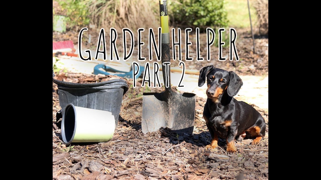 Crusoe Dachshund the Garden Helper - Part 2