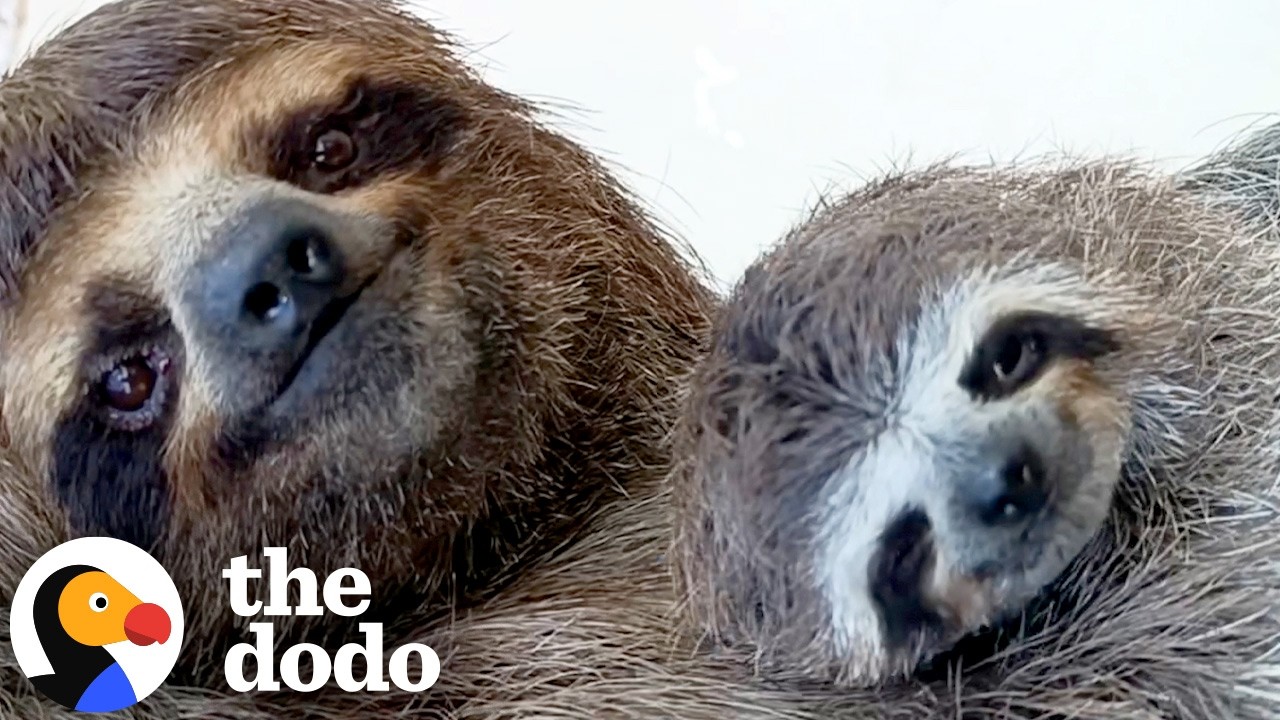 Only A Sloth Could Be This Relaxed While Having a Baby | The Dodo