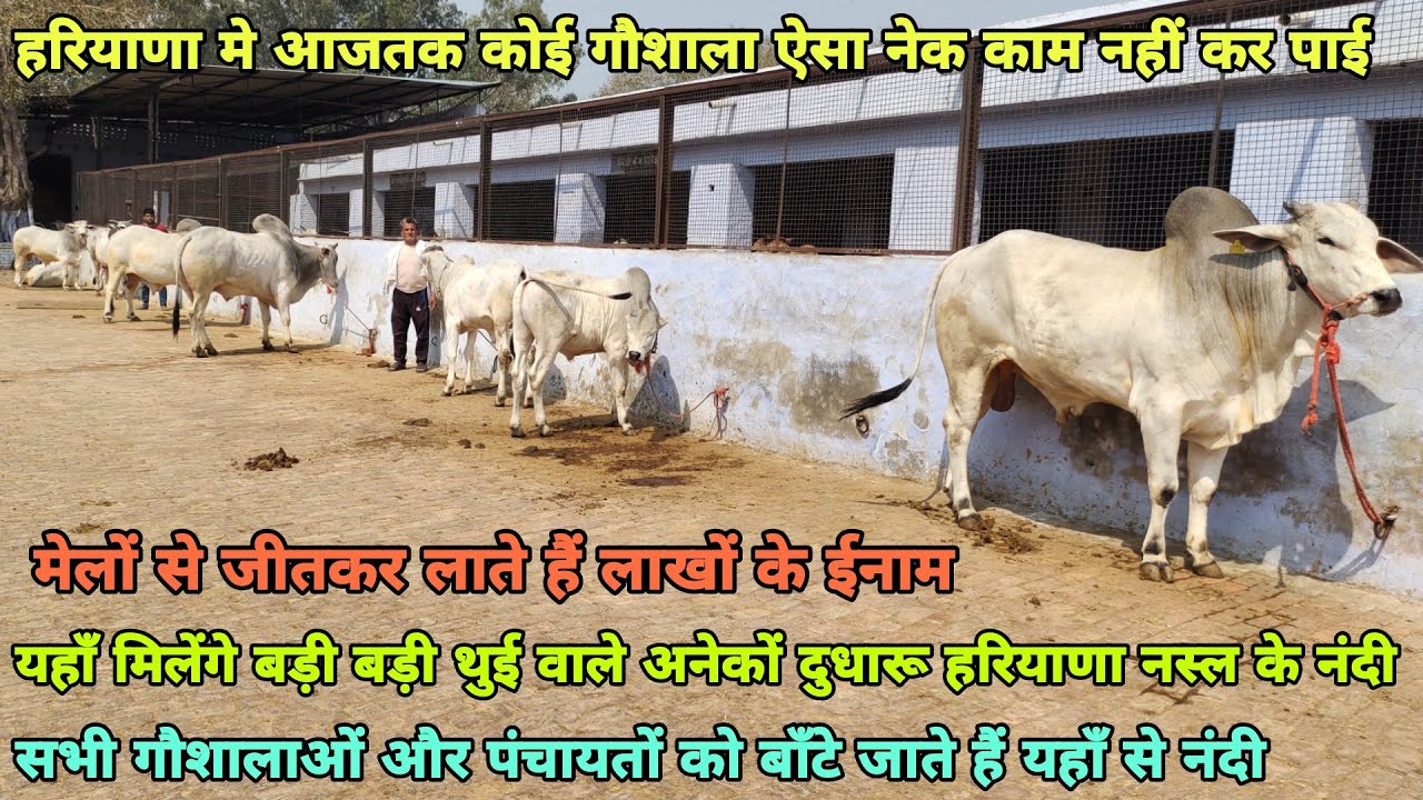 Top Breeding Haryana Bull👌हरियाणा नस्ल के बड़ी बड़ी थुई वाले अनेकों दुधारू नंदी यहाँ मिलेंगे Champian