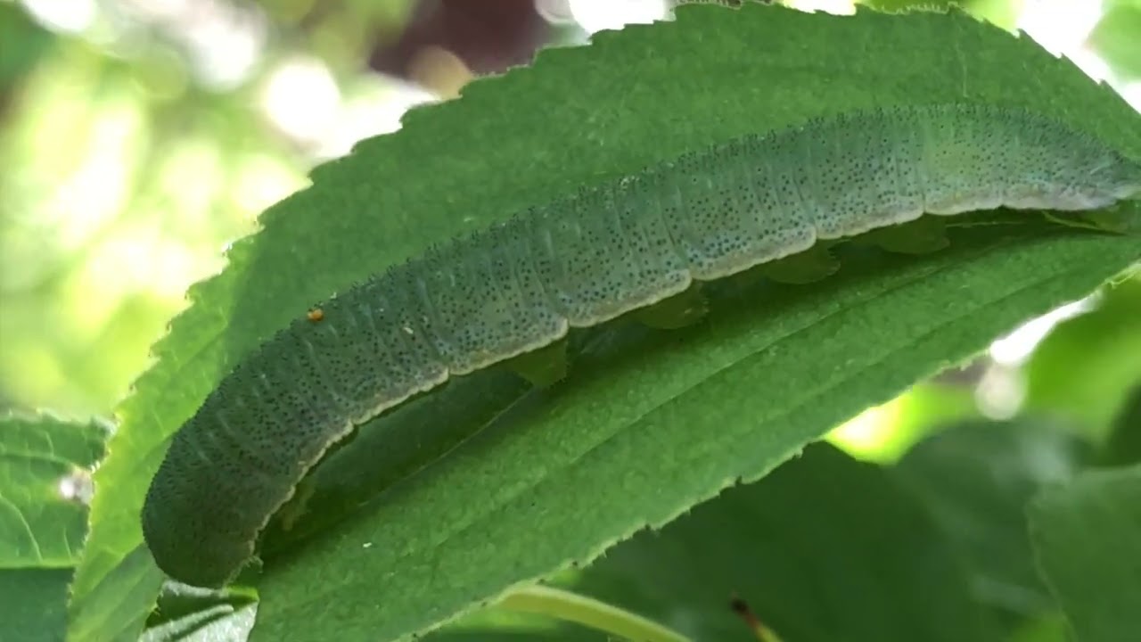 Brimstone Butterfly Species Gonepteryx rhamni.  