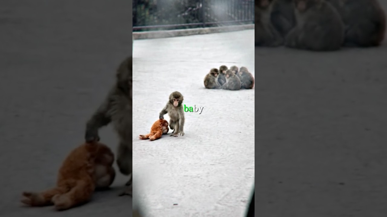 🥺🐒 i can't believe they were mean to him