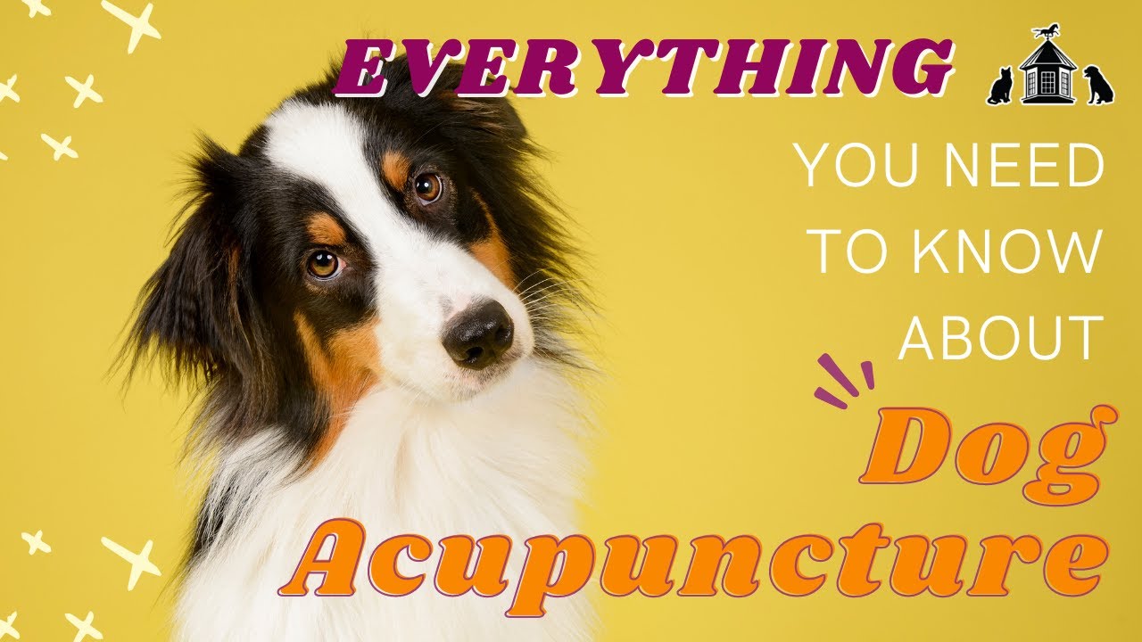 Everything You Need To Know About Dog Acupuncture