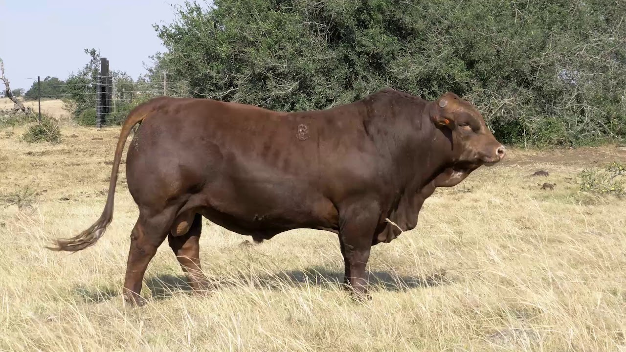 Rensgrow Beefmasters Stud | 2019