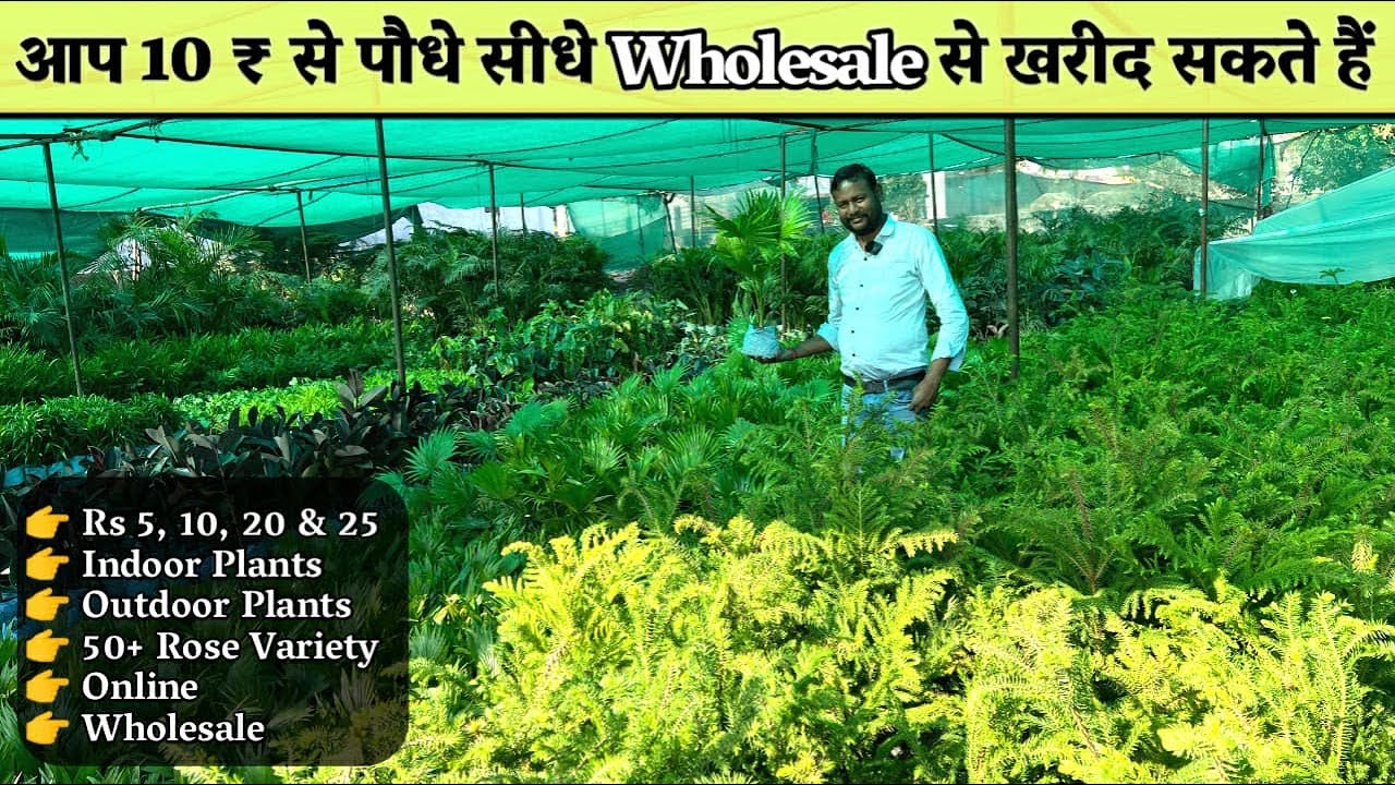 सस्ते पौधे खरीदे किलो के भाव में 10 ₹ से शुरू Aditi Nursery से Direct Wholesale से Plant Nursery