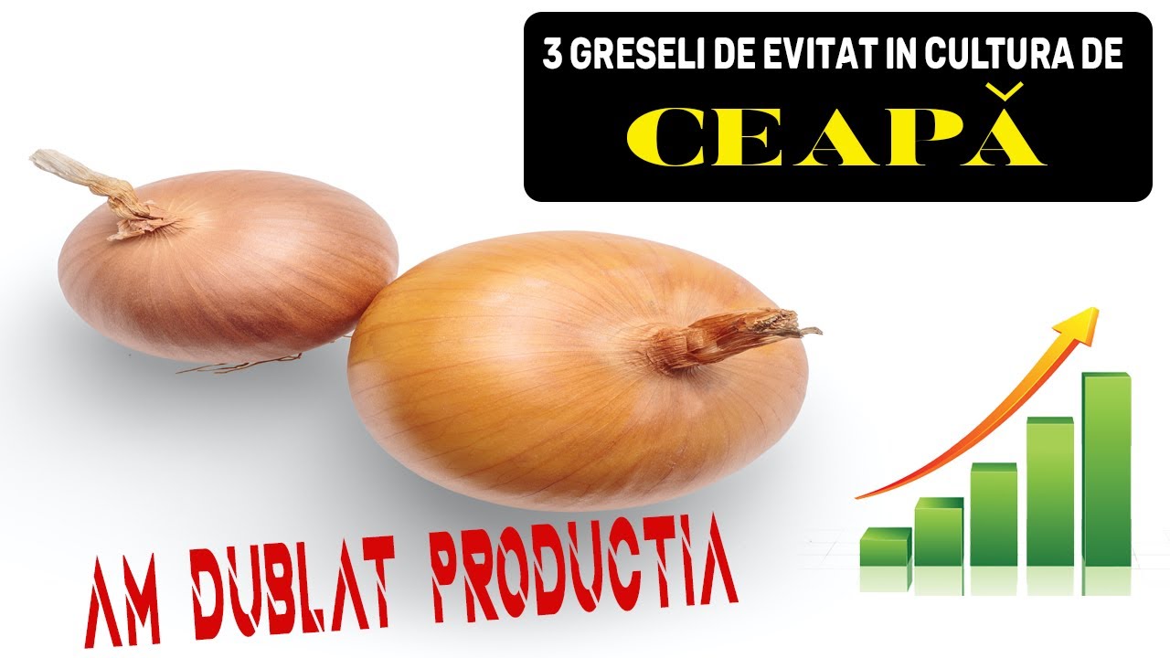 3 GREȘELI IN CULTURA DE CEAPA | INVATA CUM SA EVITI ACESTE GRESELI CAND CRESTI CEAPA