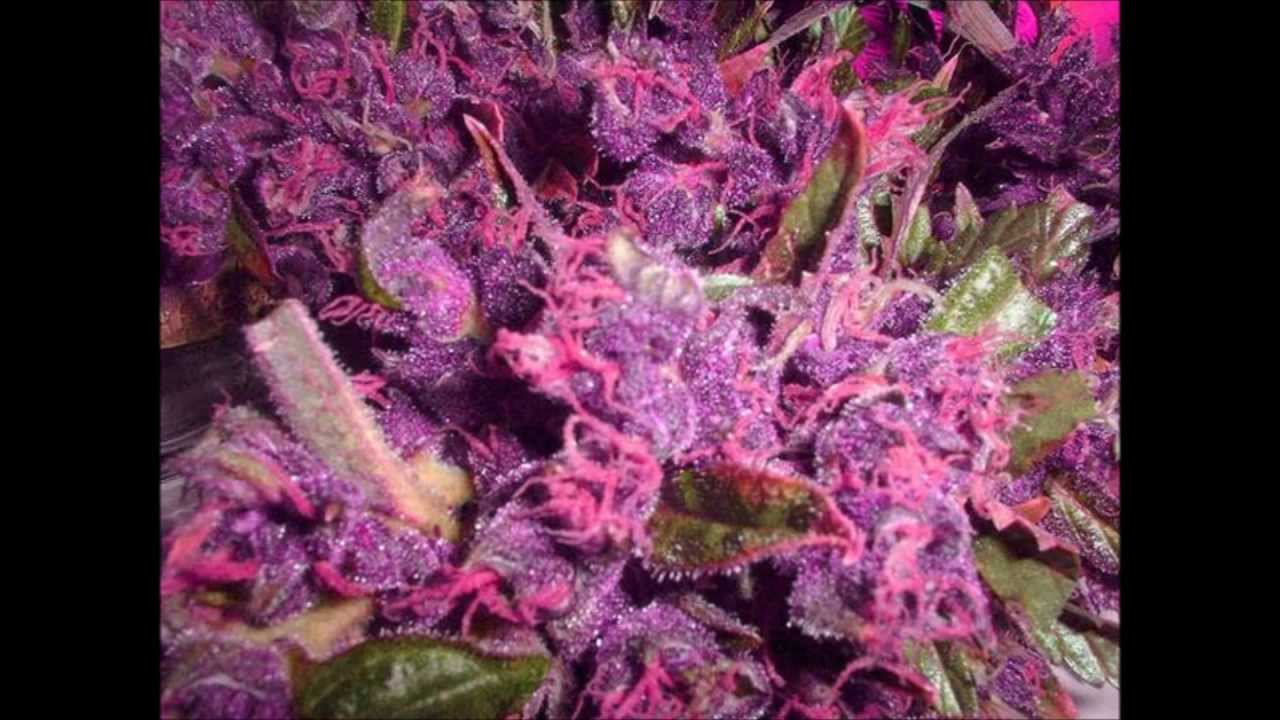 Amazing Weed You Need To Smoke (Exotic Buds)
