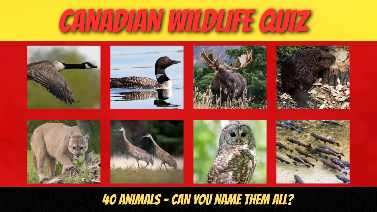 Can You Name These 40 Iconic Canadian Animals 🐾  Wildlife Picture Quiz Challenge!