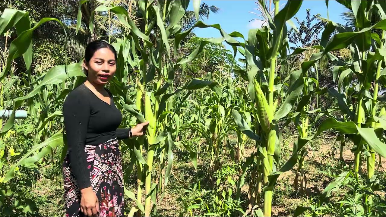 Walking to pick vegetables After house, take it to cook.