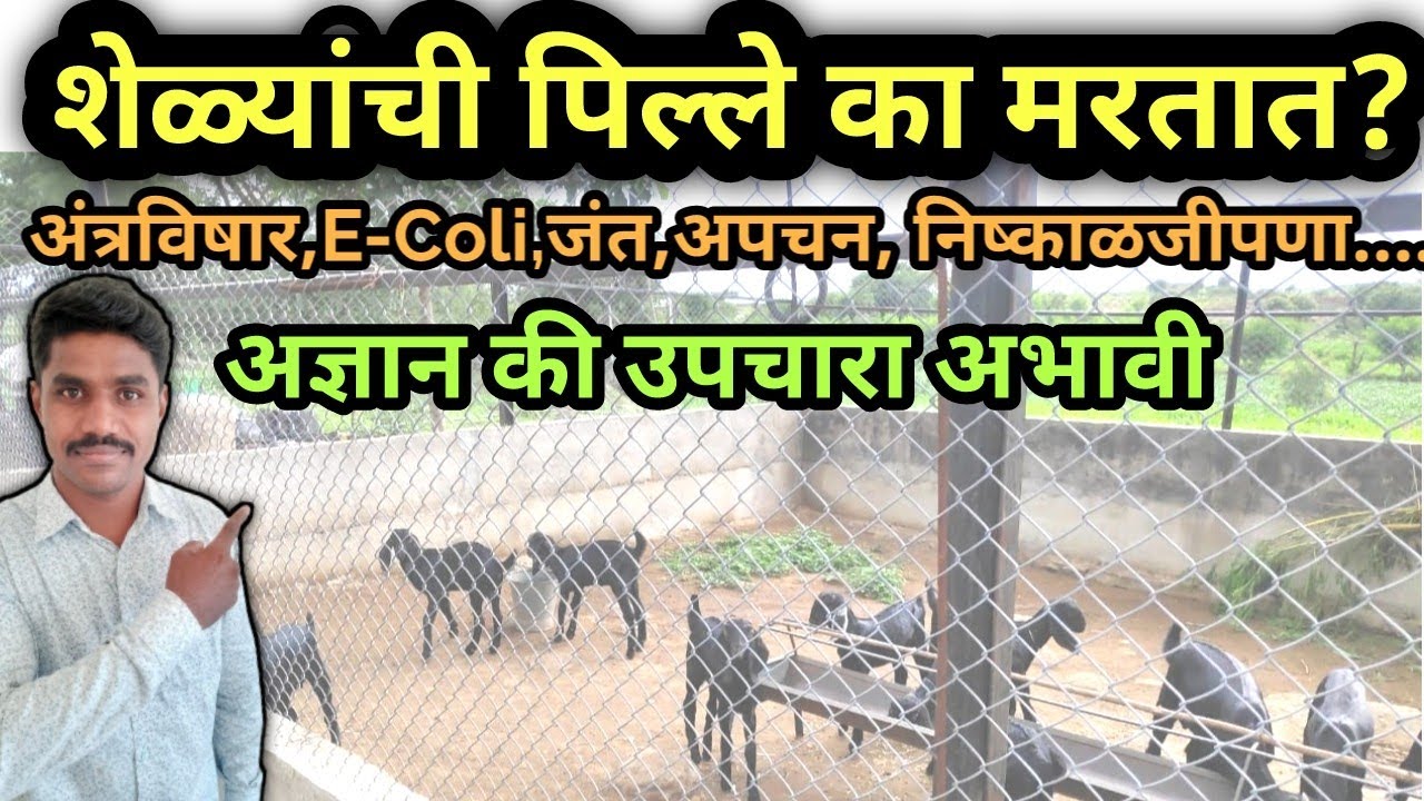 शेळ्यांच्या पिल्लांची (करडांची) मरतुक का होते | पिल्लांचे रोग कारणे व उपाय