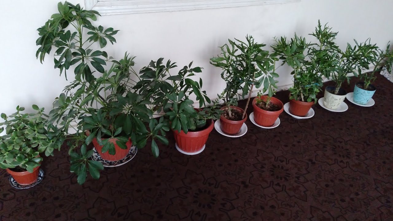 ГУЛЛАРИМНИ   БУГУН  ....🪴🪴🪴🥀🥀🥀🌿🌿🌿